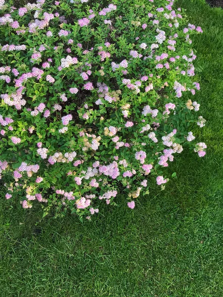 Blossoming Bush Garden Summer — Stock Photo, Image