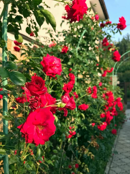 yaz bahçesinde çiçek açan güller