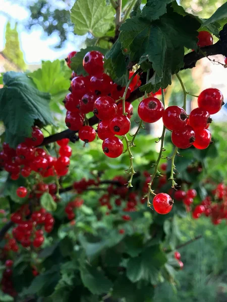 Rode Bes Zon Een Zomertuin — Stockfoto