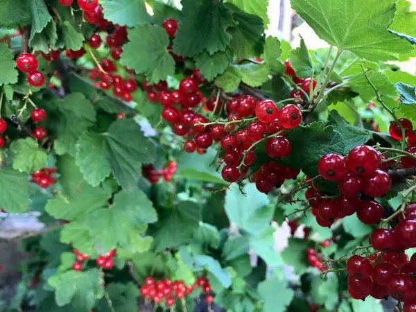 Red Currant Sun Summer Garden — Stock Photo, Image