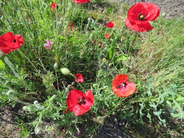 Kırmızı Poppies alanında yaz aylarında şişmeli
