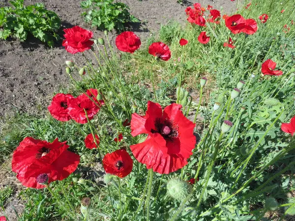 Amapolas Rojas Florecieron Verano Campo — Foto de Stock