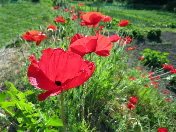 Amapolas Rojas Florecieron Verano Campo — Foto de Stock