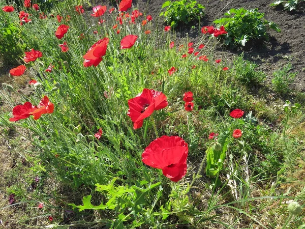 Kırmızı Poppies alanında yaz aylarında şişmeli