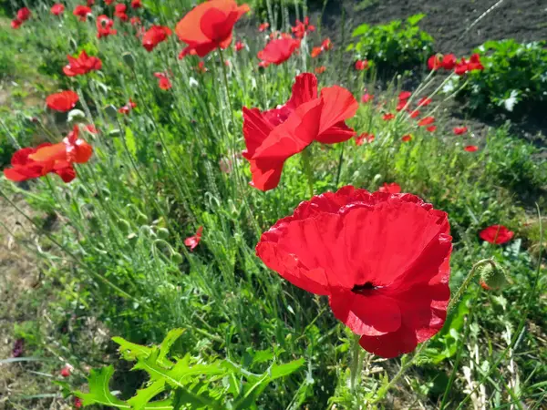 Mohn Blühte Sommer Auf Dem Feld — Stockfoto