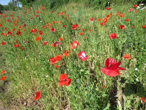 Mohn Blühte Sommer Auf Dem Feld — Stockfoto