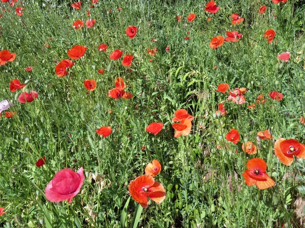 Kırmızı Poppies alanında yaz aylarında şişmeli