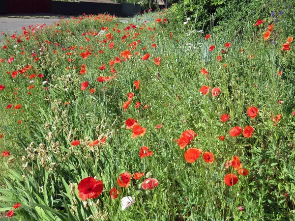 Kırmızı Poppies alanında yaz aylarında şişmeli