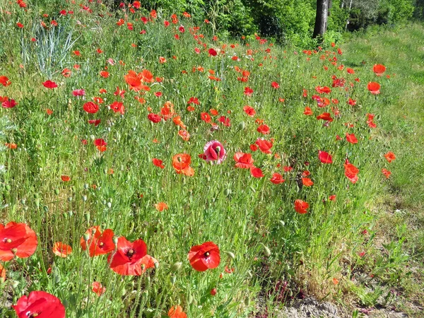 Amapolas Rojas Florecieron Verano Campo — Foto de Stock