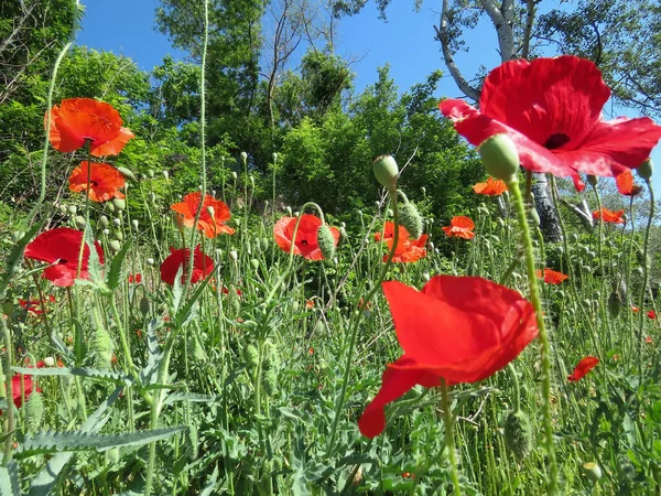 Mohn Blühte Sommer Auf Dem Feld — Stockfoto