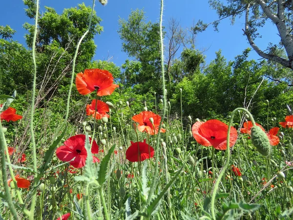 Mohn Blühte Sommer Auf Dem Feld — Stockfoto