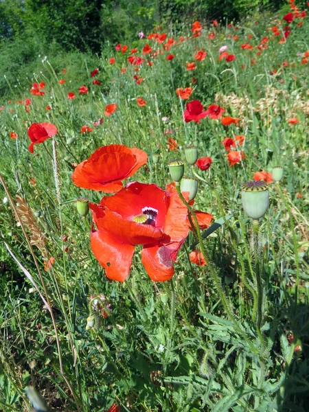 Kırmızı Poppies alanında yaz aylarında şişmeli