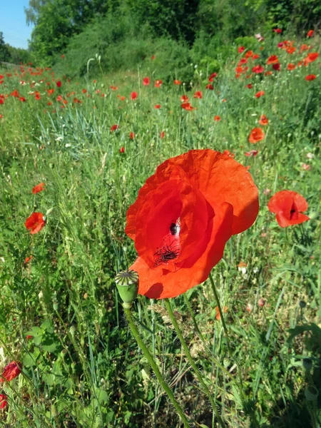 Amapolas Rojas Florecieron Verano Campo — Foto de Stock