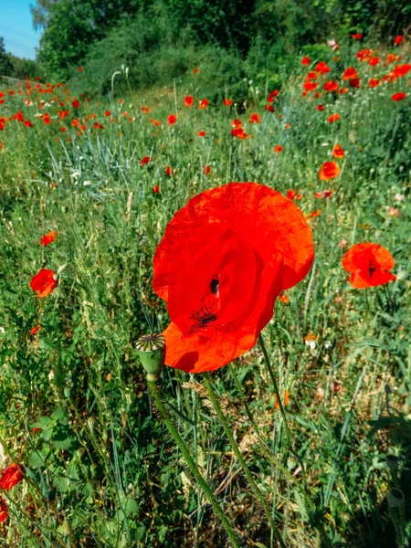 Amapolas Rojas Florecieron Verano Campo — Foto de Stock