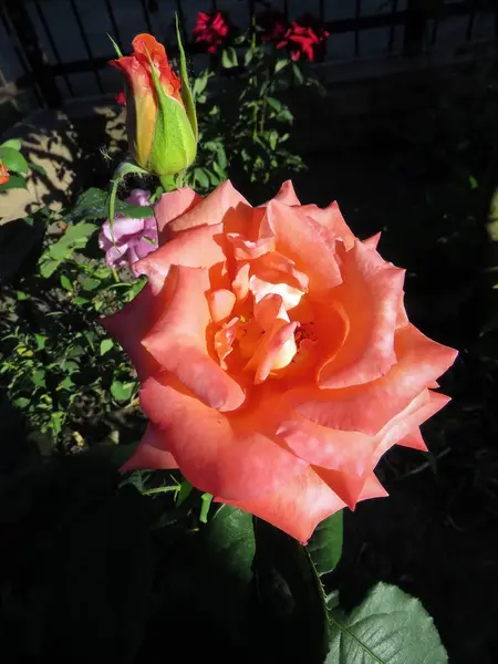 Blommande Rosor Trädgården Sommar — Stockfoto