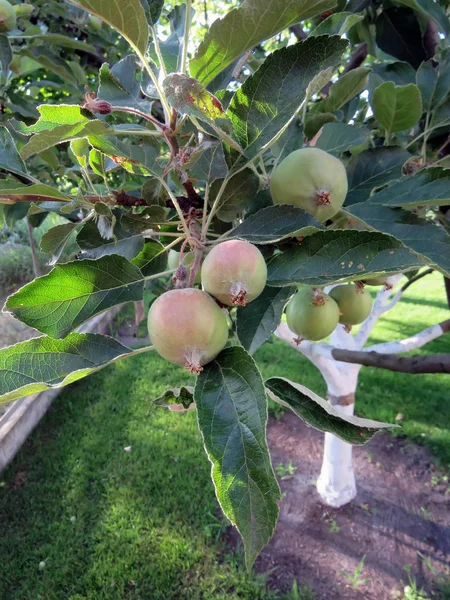 Äpplen Som Växer Ett Träd Sommar — Stockfoto