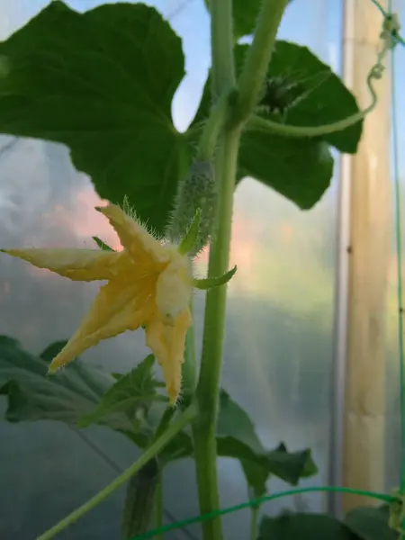 Pepino Ramo Uma Estufa Verão — Fotografia de Stock