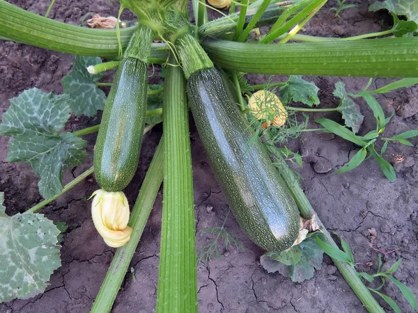 Zucchine Cresce Sul Giardino Estate — Foto Stock