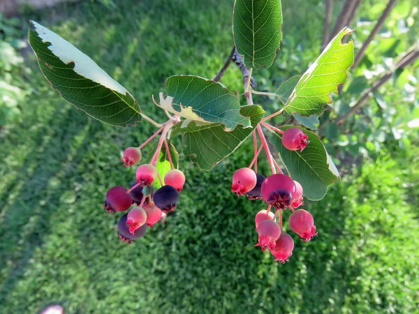 Yaz aylarında bir ağaçta pembe çilek