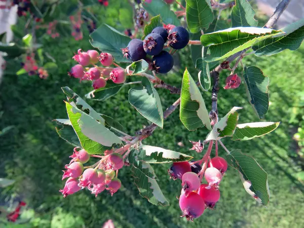 Yaz aylarında bir ağaçta pembe çilek
