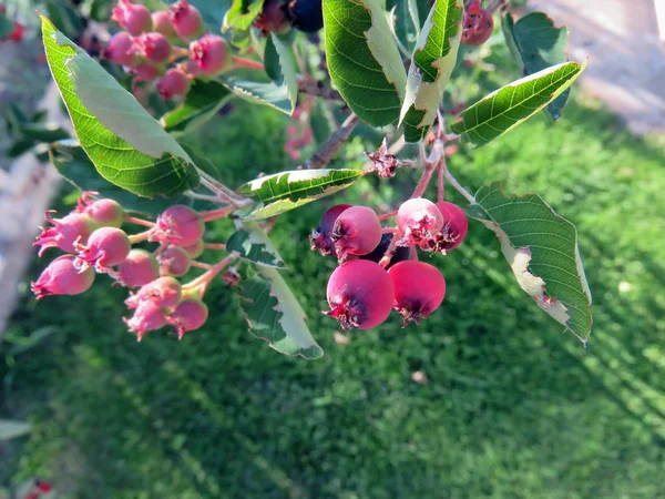 Yaz aylarında bir ağaçta pembe çilek