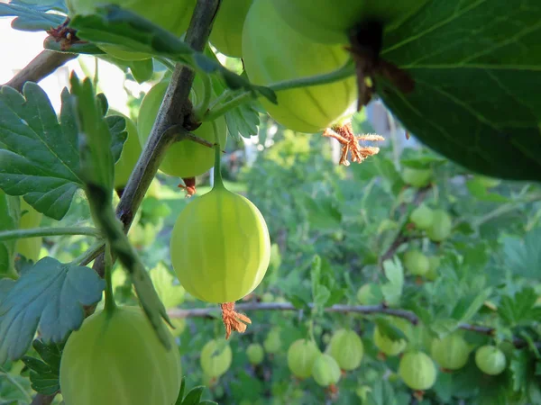 Bektaşi üzümü bahçede çilek ile Bush