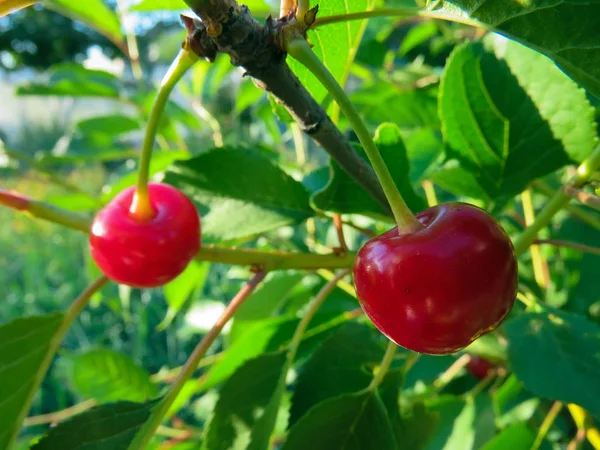 Röda Körsbär Trädgren Sommaren — Stockfoto