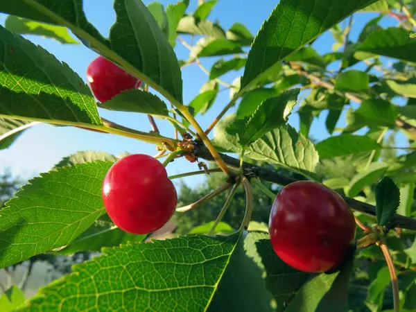 Röda Körsbär Trädgren Sommaren — Stockfoto