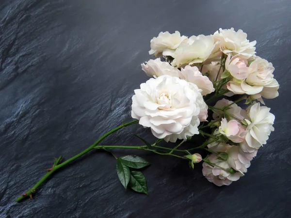 güzel koyu arka plan üzerinde beyaz gül dalı