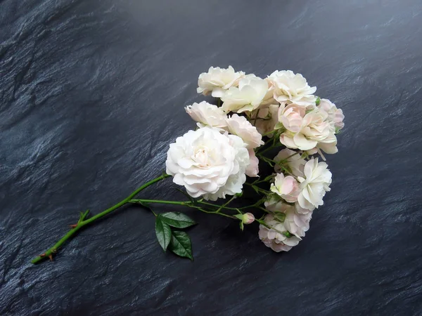 güzel koyu arka plan üzerinde beyaz gül dalı