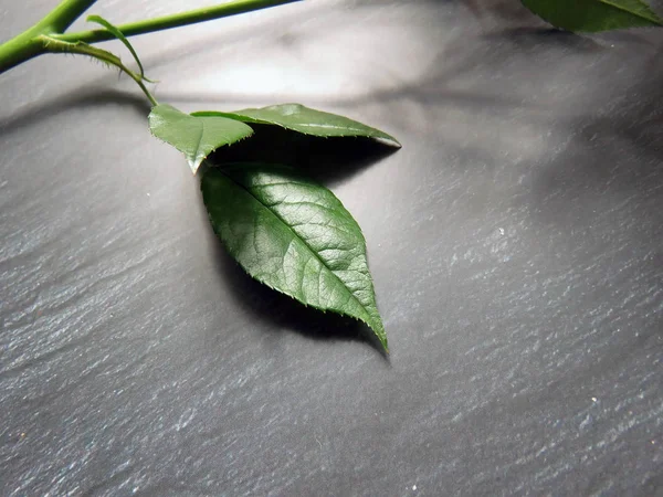 bir gül karanlık bir arka plan üzerinde üç yaprak