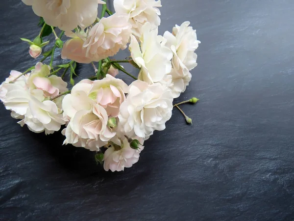 güzel koyu arka plan üzerinde beyaz gül dalı