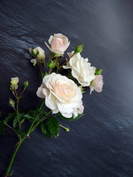 güzel koyu arka plan üzerinde beyaz gül dalı