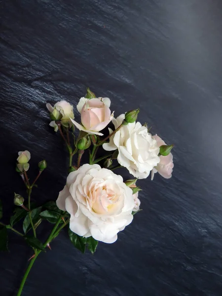 güzel koyu arka plan üzerinde beyaz gül dalı