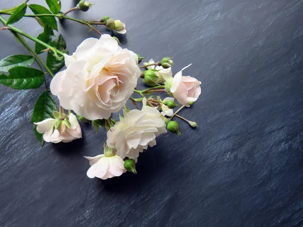 güzel koyu arka plan üzerinde beyaz gül dalı