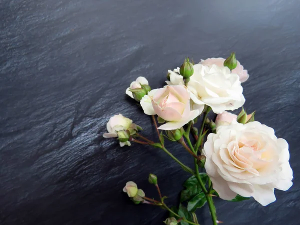 güzel koyu arka plan üzerinde beyaz gül dalı