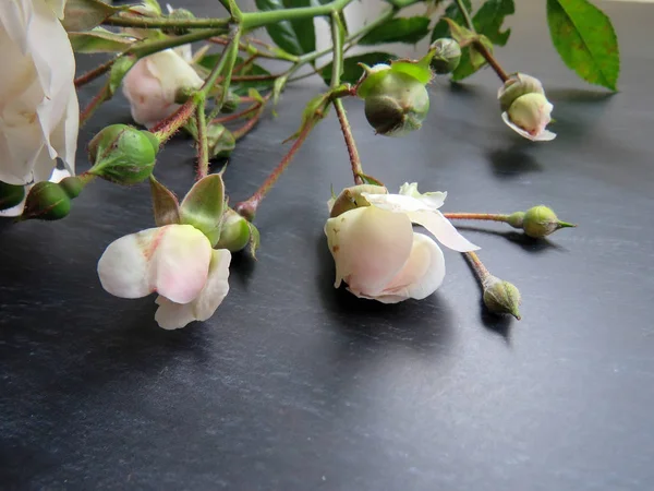 güzel koyu arka plan üzerinde beyaz gül dalı