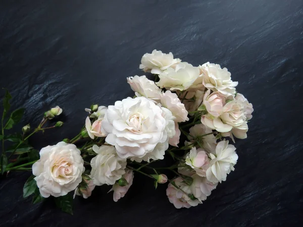 güzel koyu arka plan üzerinde beyaz gül dalı