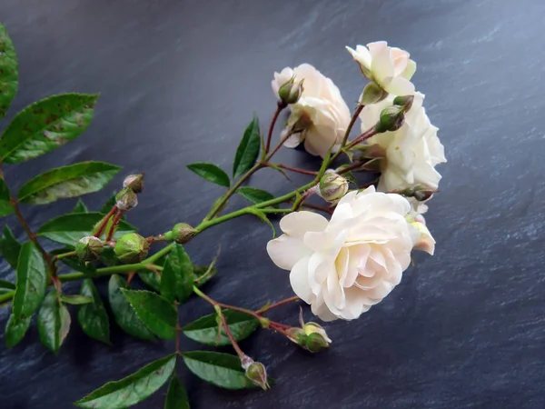 güzel koyu arka plan üzerinde beyaz gül dalı