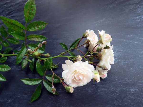 güzel koyu arka plan üzerinde beyaz gül dalı