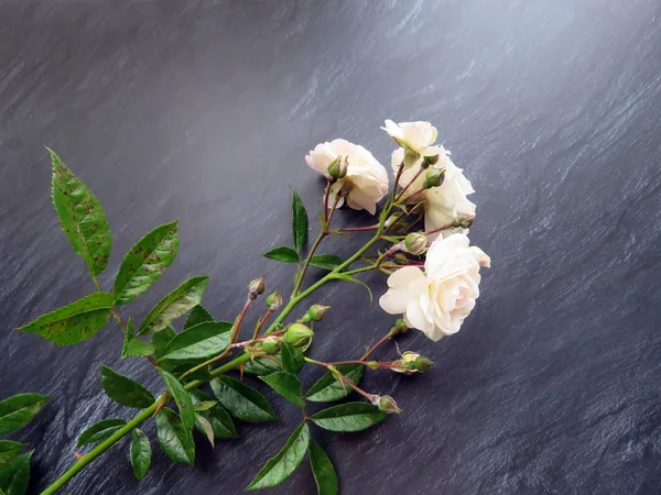 güzel koyu arka plan üzerinde beyaz gül dalı