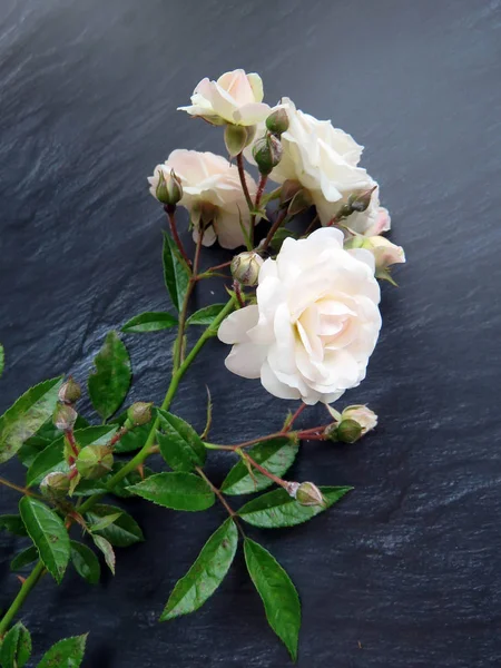 güzel koyu arka plan üzerinde beyaz gül dalı