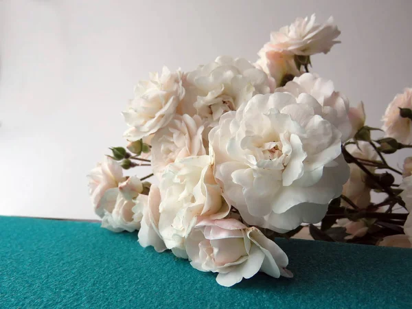 beyaz bir gül güzel yemyeşil Şubesi