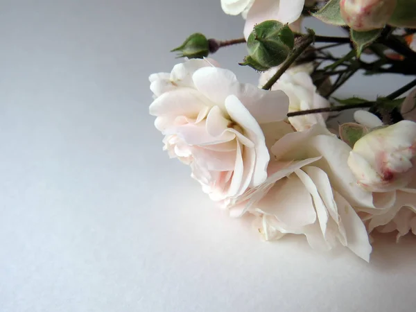 Beautiful Lush Branch White Rose — Stock Photo, Image