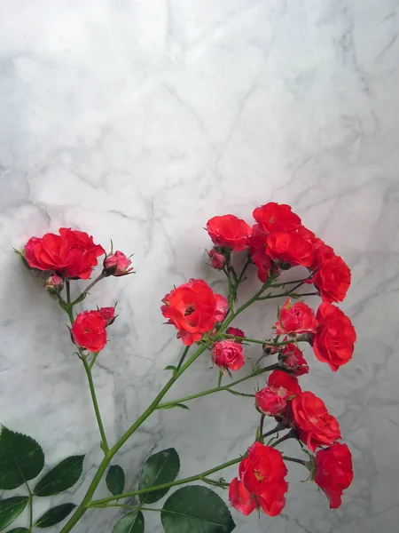 bir kırmızı gül güzel yemyeşil şube