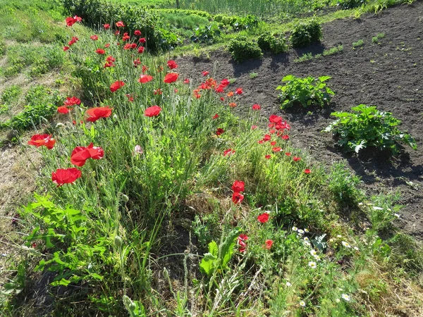 Coquelicots Rouges Fleuri Été Dans Domaine Images De Stock Libres De Droits