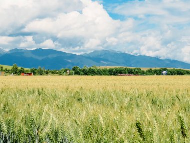 Buğday alanı ve Mavi Dağlar