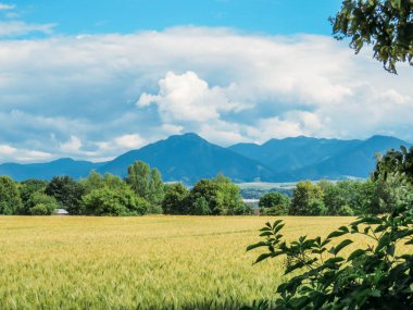 Buğday alanı ve Mavi Dağlar