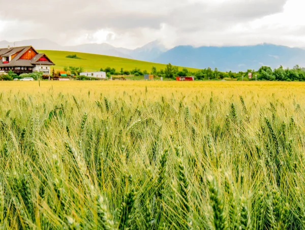 Пшеничне Поле Блакитні Гори Влітку — стокове фото
