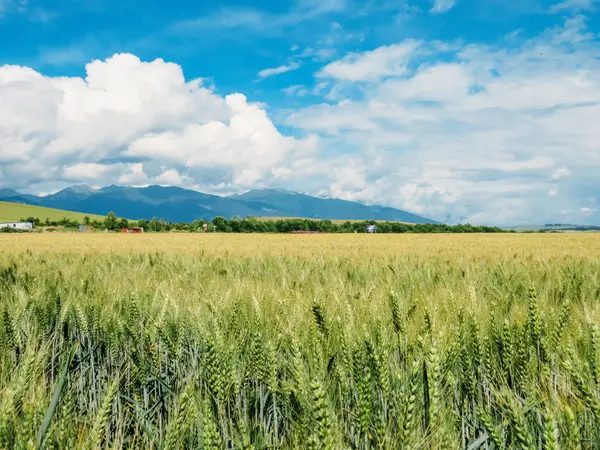 Пшеничне поле і блакитні гори — стокове фото